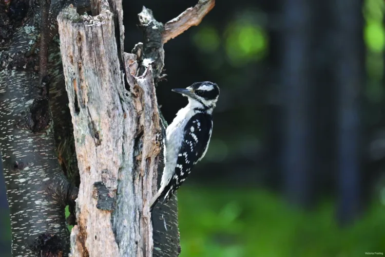 Woodpecker up close and personal